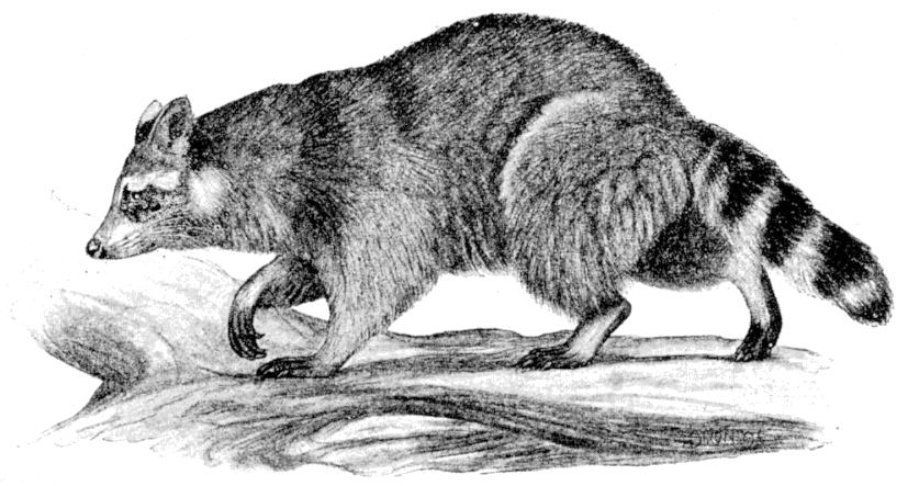 A raccoon walking along a fallen branch, from the 1902 Mammalia volume of The Cambridge Natural History.