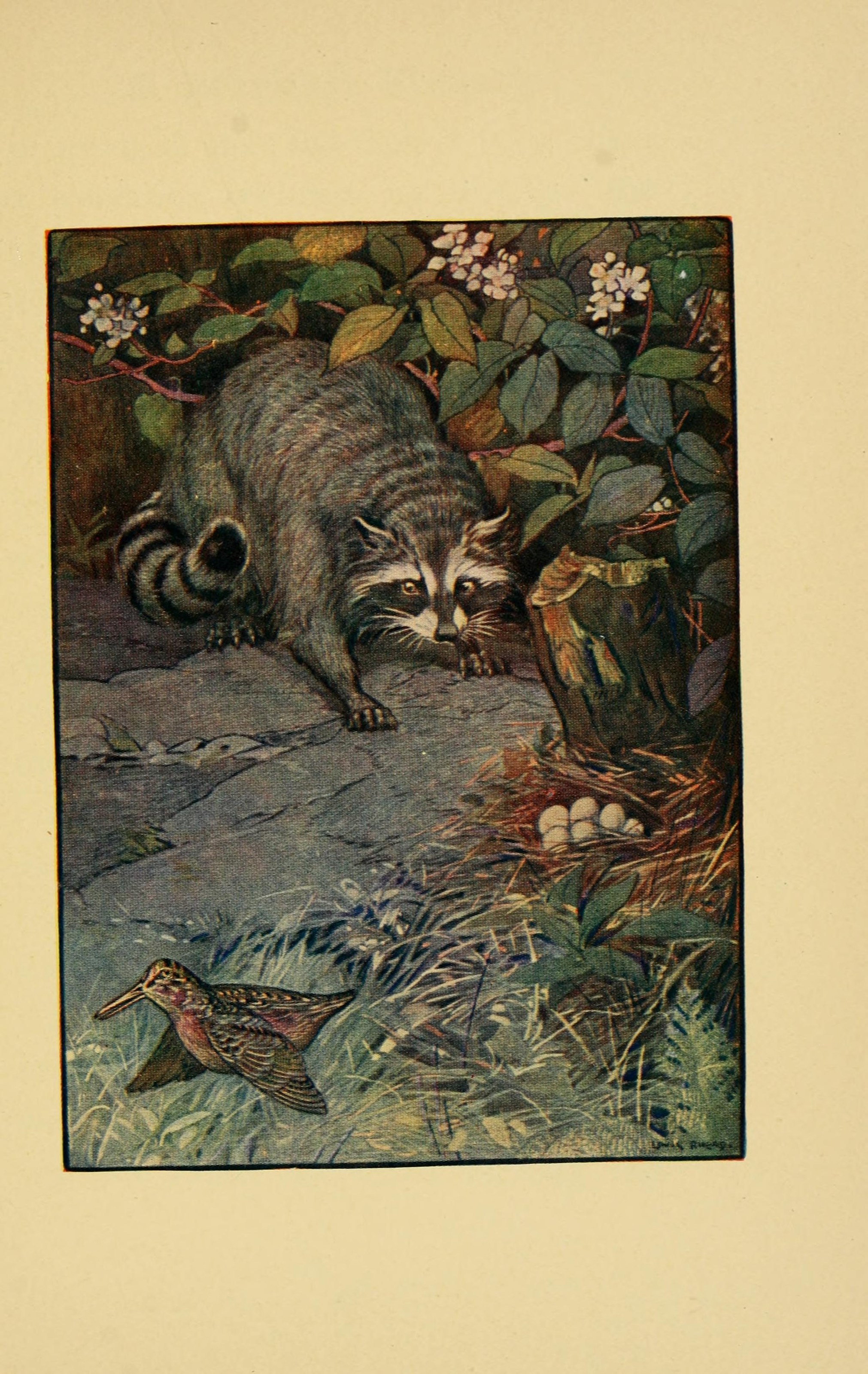 A raccoon beside a fallen tree, with a woodcock and its nest among woodland leaves and grasses.